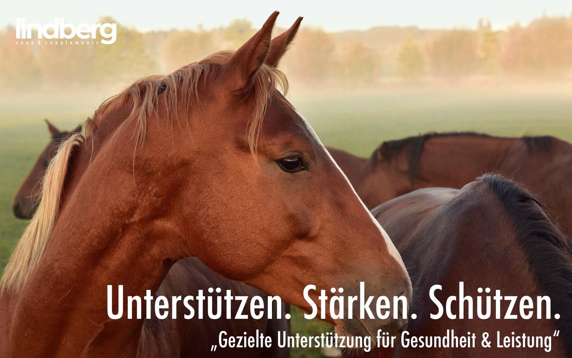 Pferde Nahrungsergänzung, supplements, Immun Vital System, Gelenke, Sehnen, Magen, Darm